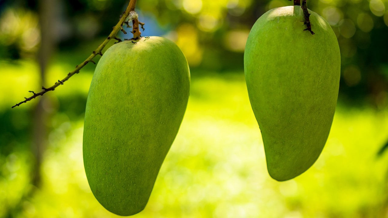 Cambodian Mango Exports Soar This Year Produce Report